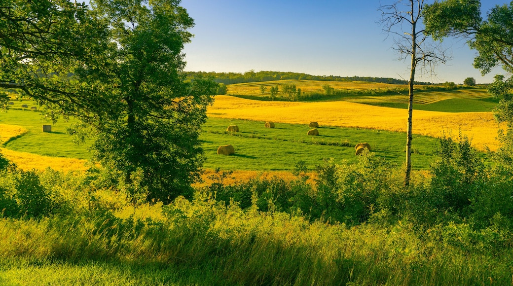 Harvest in the hills and valleys of the Turtle Mountains of North Dakota