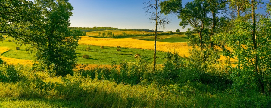 Harvest in the hills and valleys of the Turtle Mountains of North Dakota