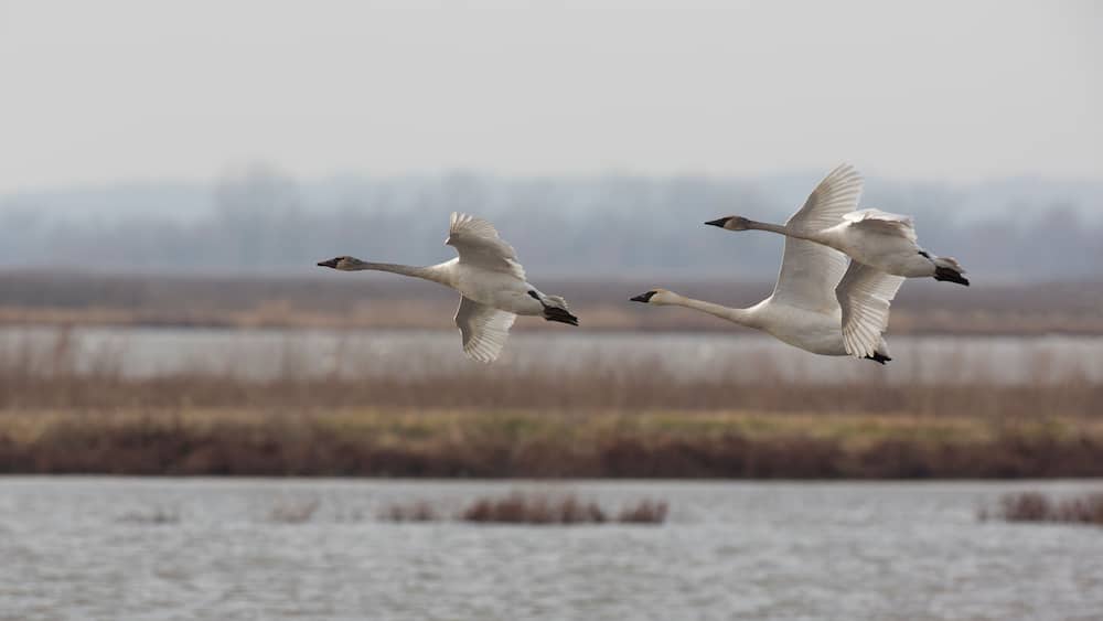 Graceful flight of Trumpeter Swans trio across sky and wetlands of Loess Bluffs National Wildlife Refuge in Missouri