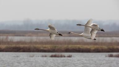 Graceful flight of Trumpeter Swans trio across sky and wetlands of Loess Bluffs National Wildlife Refuge in Missouri