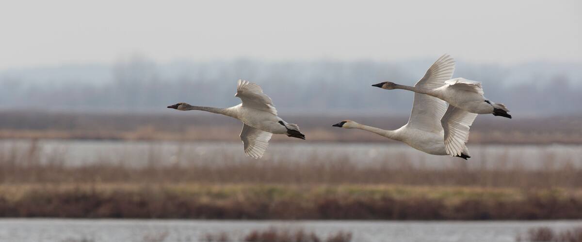 Two swans flying over a body of water with a hazy background.