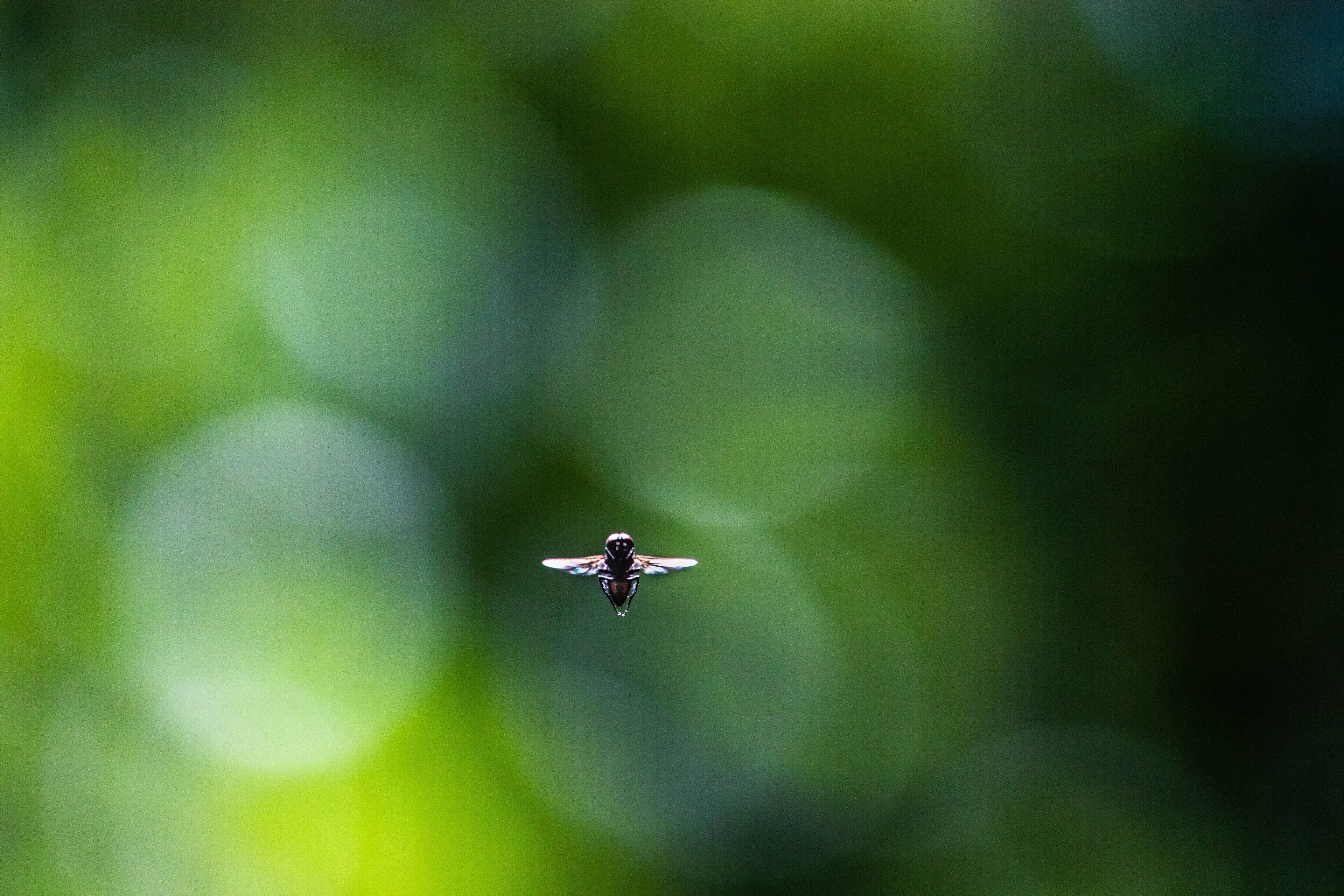 While enjoying a pleasant summer day in #mybackyard I noticed this fly just floating in the sunlight. I quickly ran back inside, and grabbed my 100-400mm Canon. When I came back outside this peculiar fly was still hovering in the dapple ray of light. After battling to find the narrowest plane of focus, I came away with a photo I like to call The Lord of the Flies.

#Naturephotography #Colorado #Canon #insects