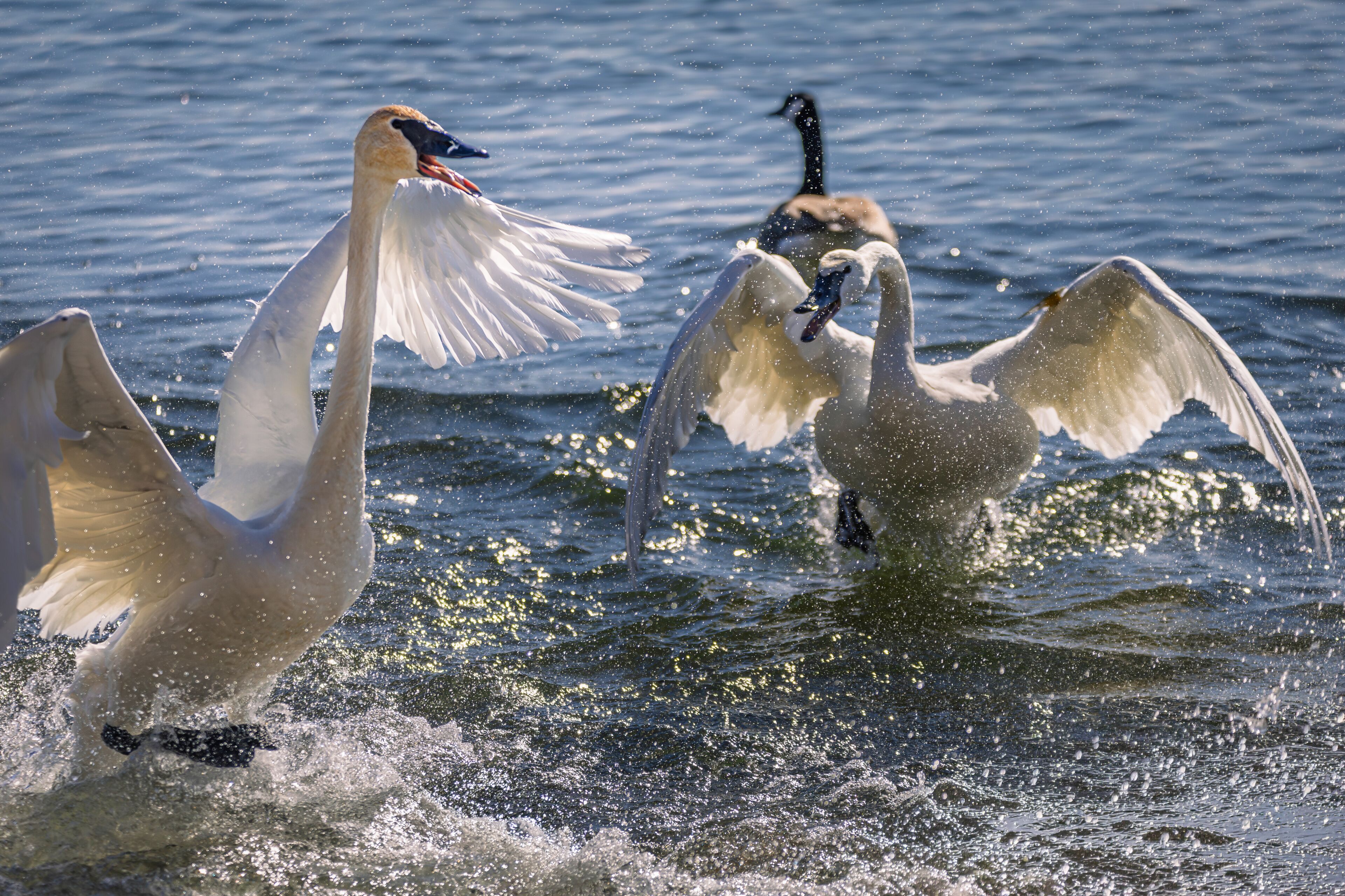 Trumpeter Swans. Aggressive Territorial Display at LaSalle Park, Burlington