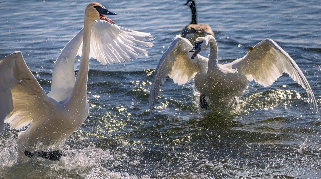 Trumpeter Swans. Aggressive Territorial Display at LaSalle Park, Burlington