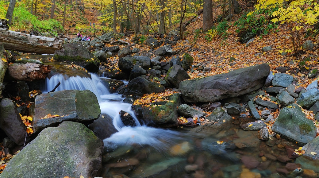 Autumn creek in forest