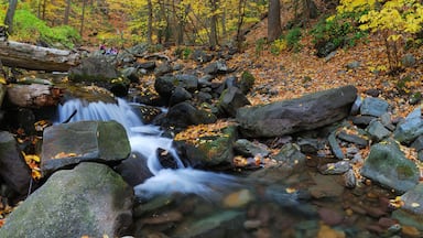 Autumn creek in forest