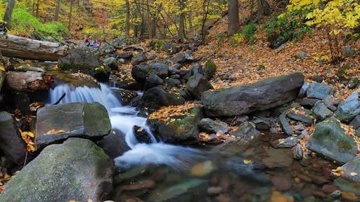 Autumn creek in forest
