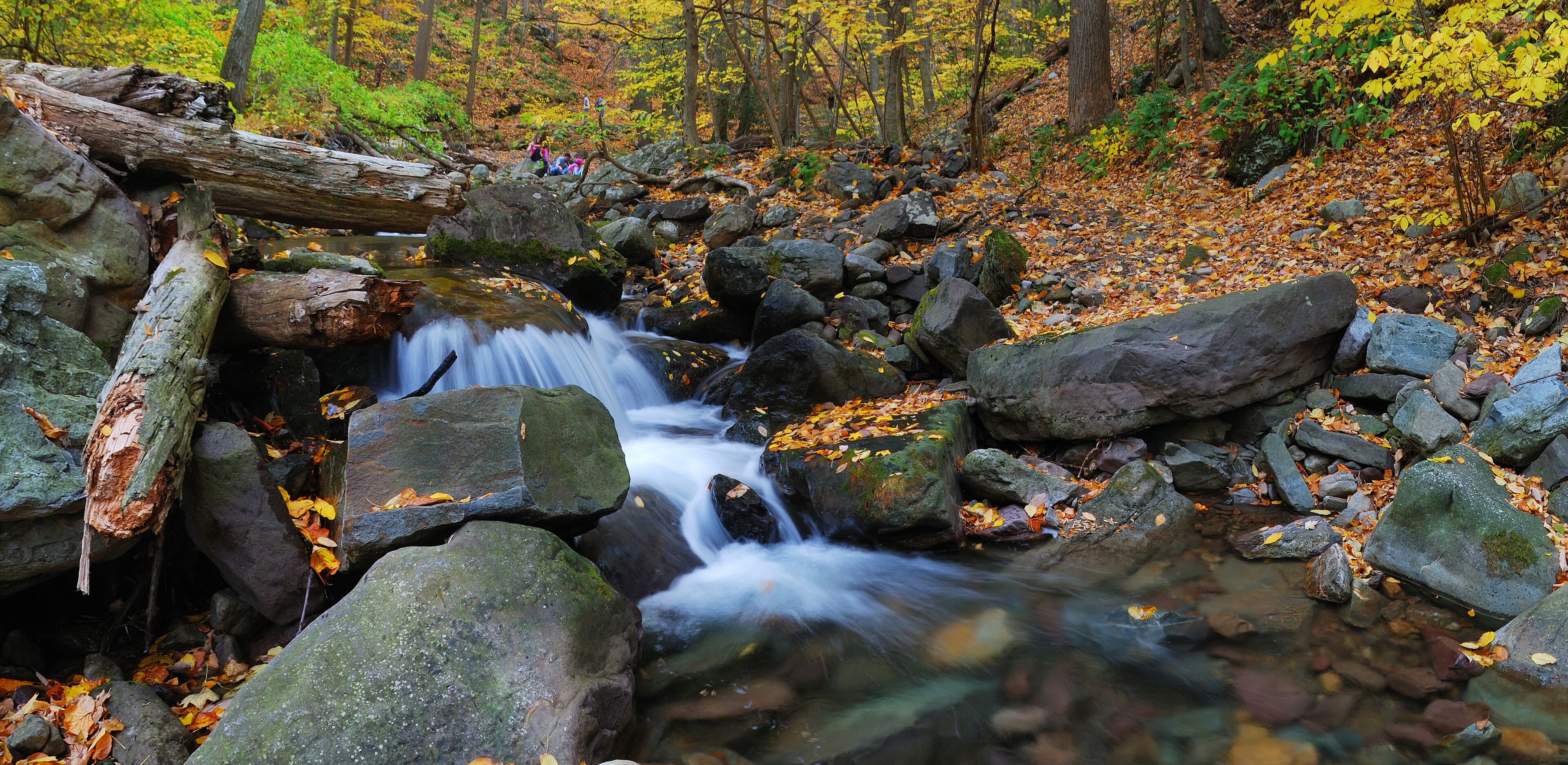 Autumn creek in forest