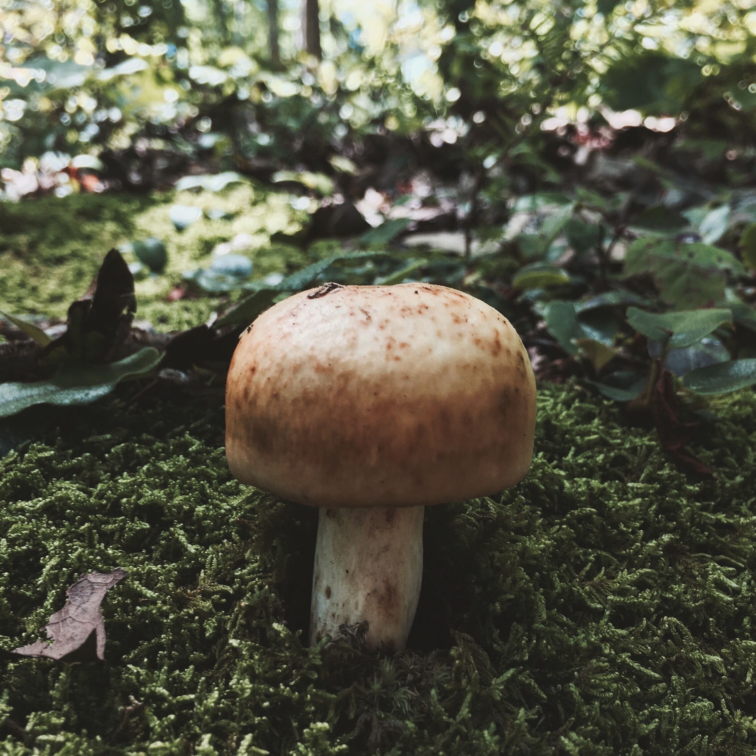 A hike through the forest. A day hike in Bushkill Falls, PA.