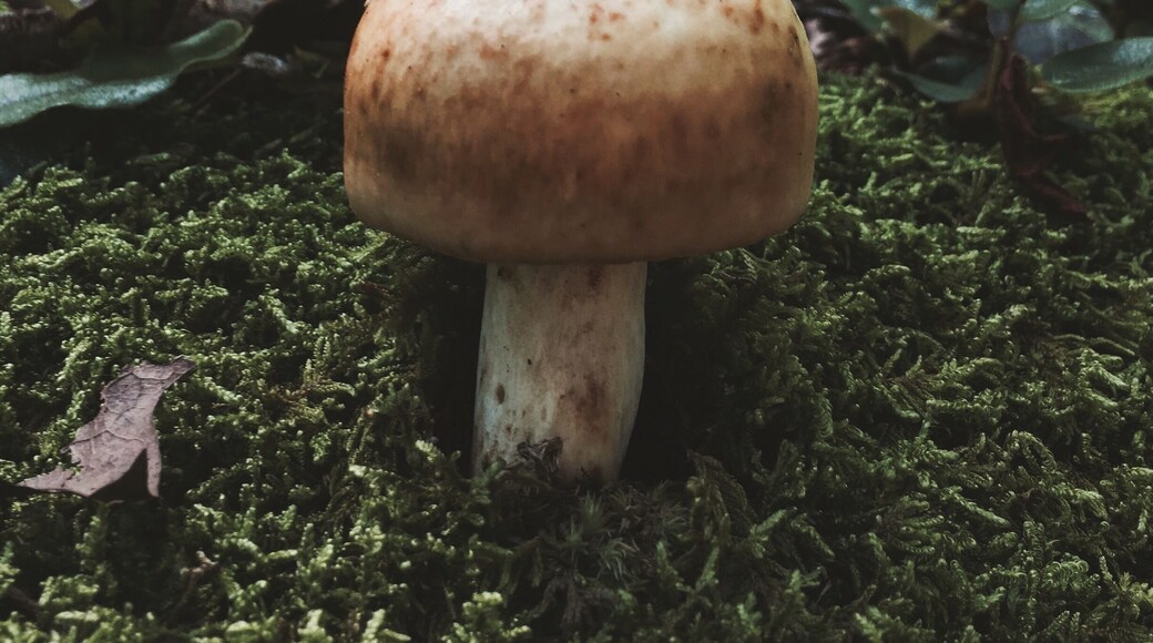 A hike through the forest. A day hike in Bushkill Falls, PA.