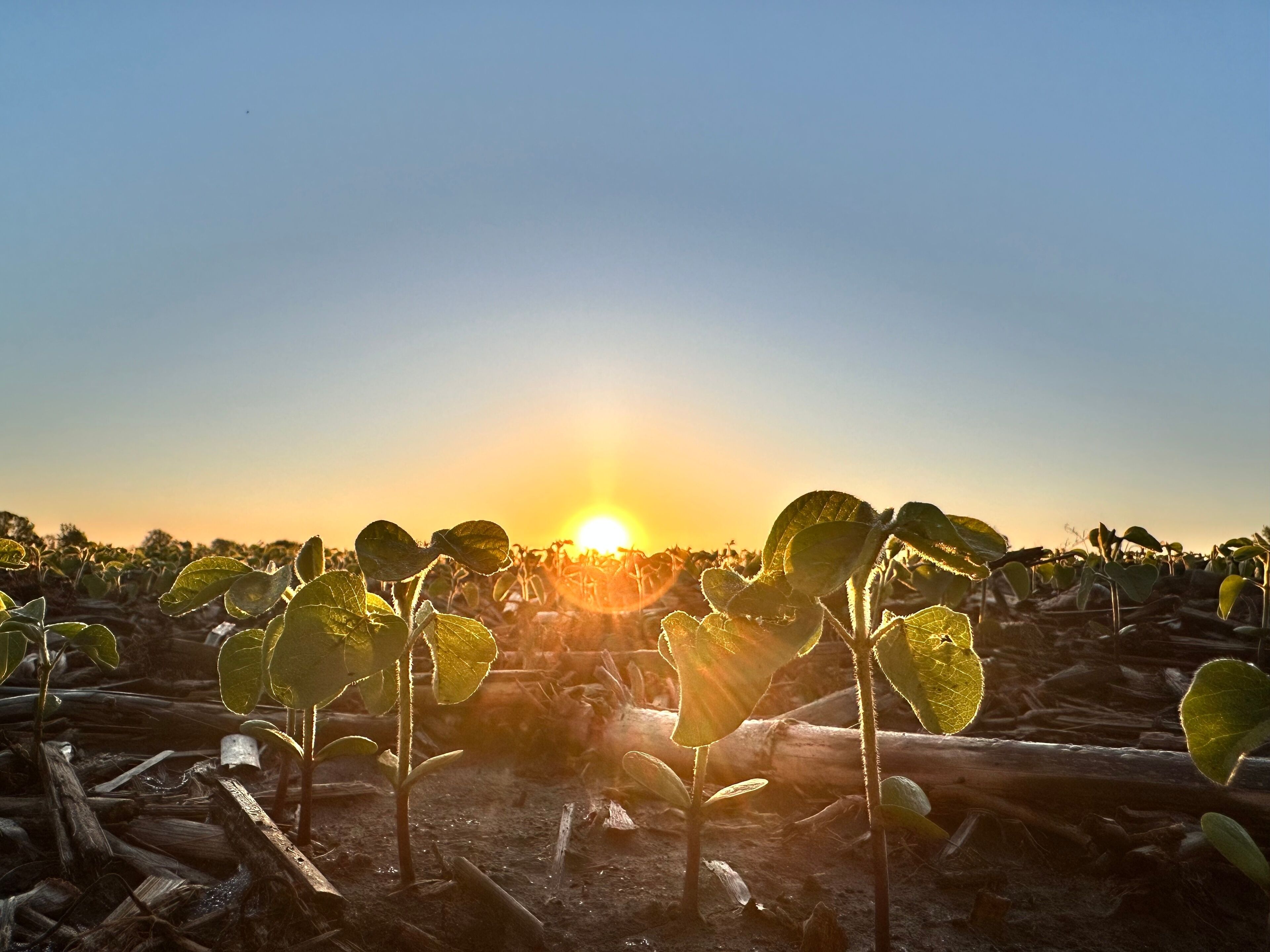 Close-up of baby soybeans at sunrise in Bates County, Missouri with corn remnants