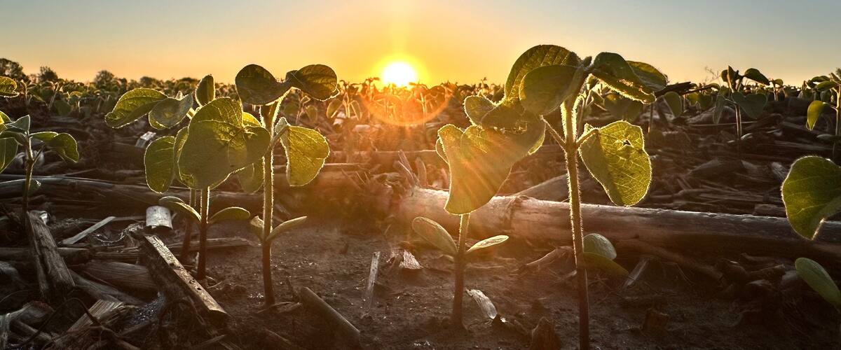 A field of young plants with the sun setting in the background.