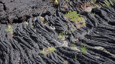 yellow wildflowers and cactus growing in the ancient volcanic pahohoe lava flows in valley of fires recreation area, near carrizozo, new mexico