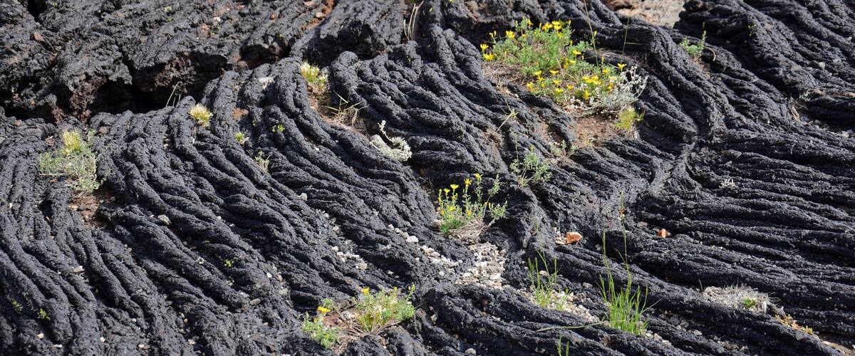 A cracked, dry landscape with sparse vegetation.