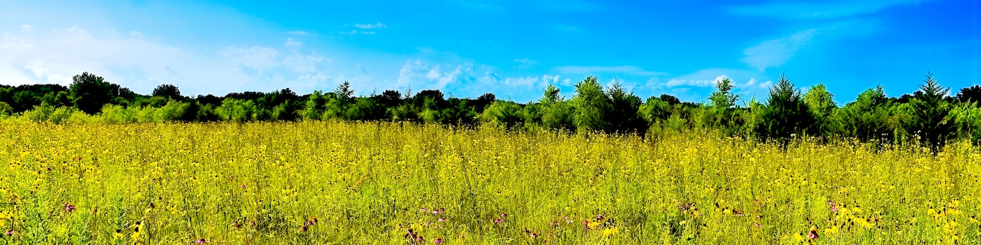 Un campo de flores amarillas bajo un cielo azul con nubes dispersas.