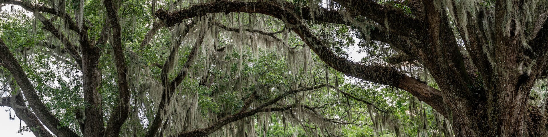A street lined with large trees covered in Spanish moss, a parked car, and a house on the right.