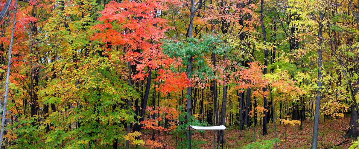 Beautiful view of autumn trees
