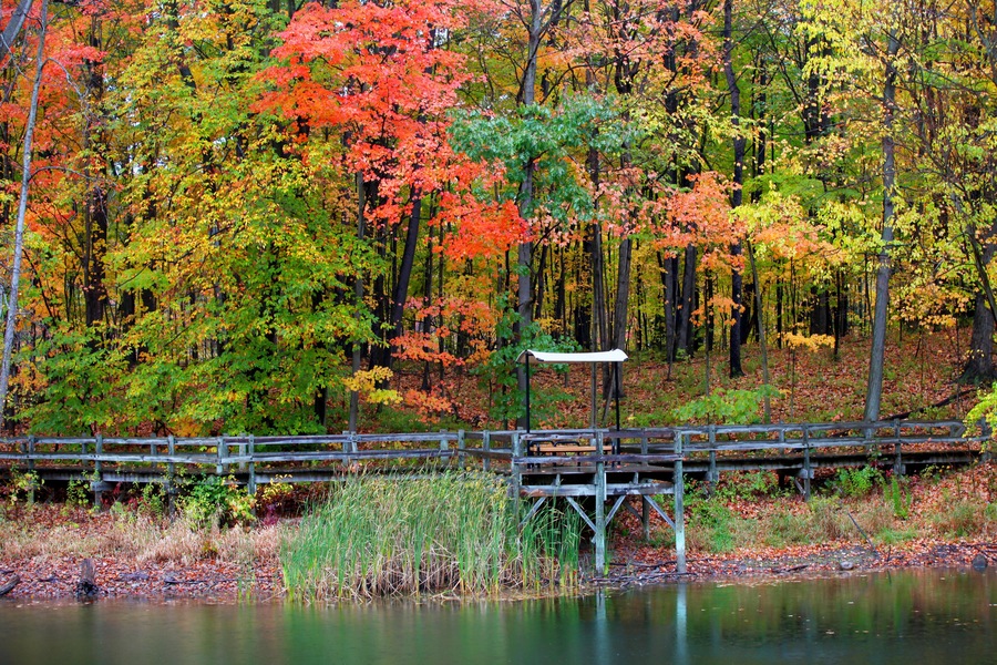 Beautiful view of autumn trees