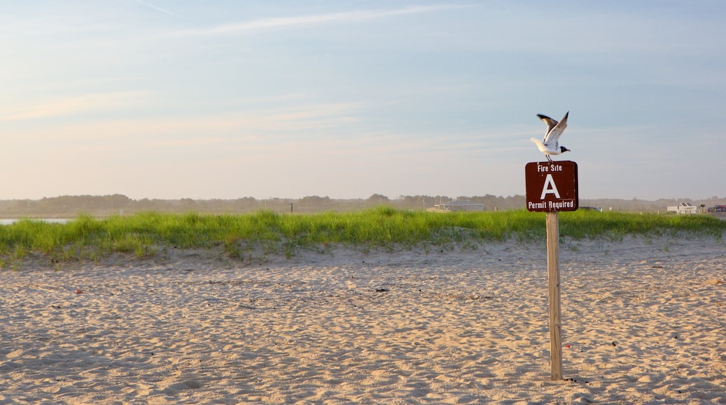 Chincoteague which includes bird life, signage and a beach