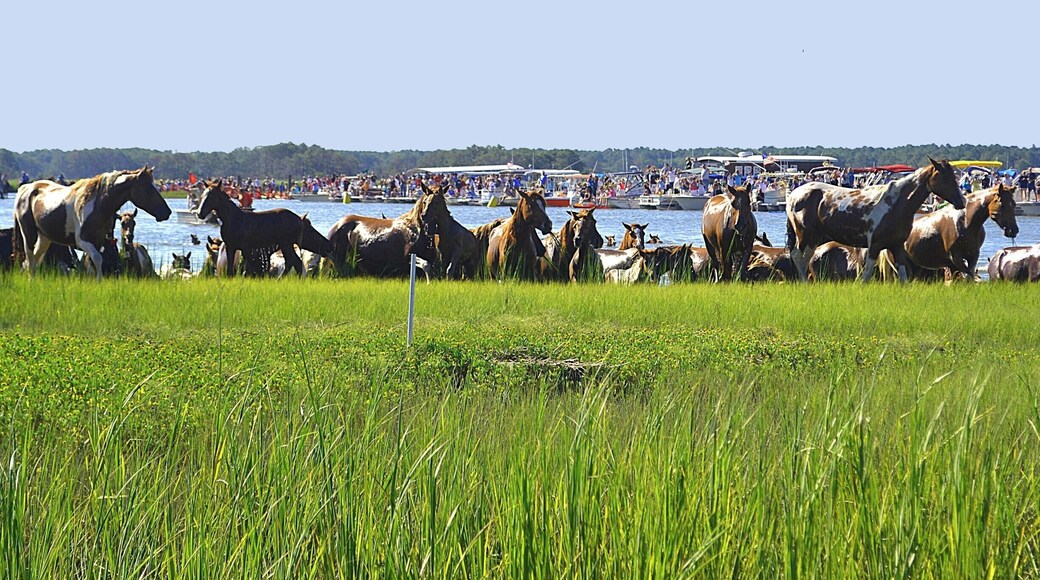 The horses as they swim across from Assateague Island.