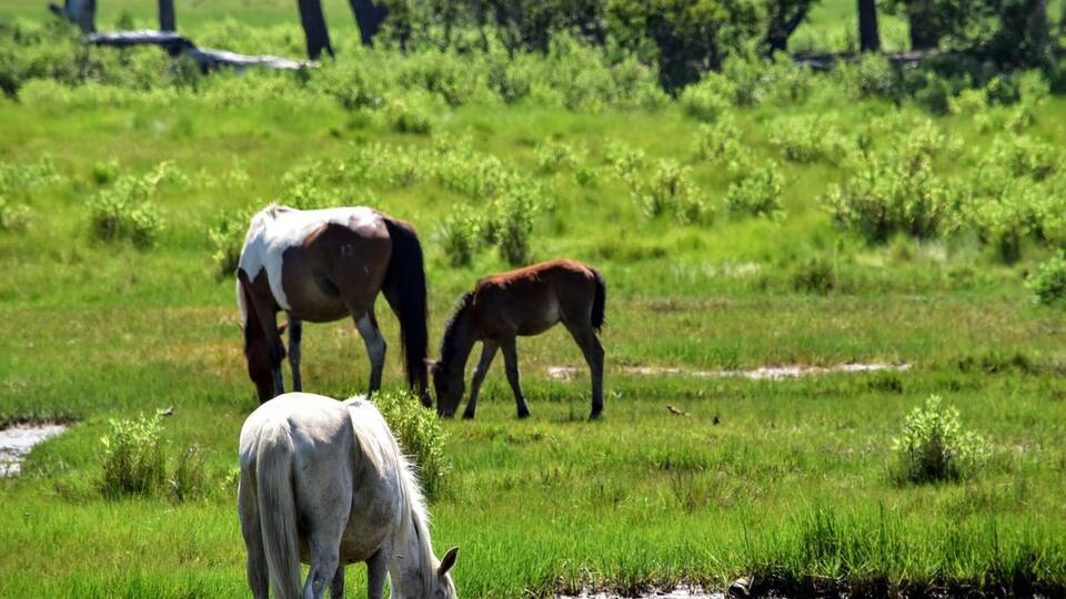 Chincoteague Island, Va trip...
