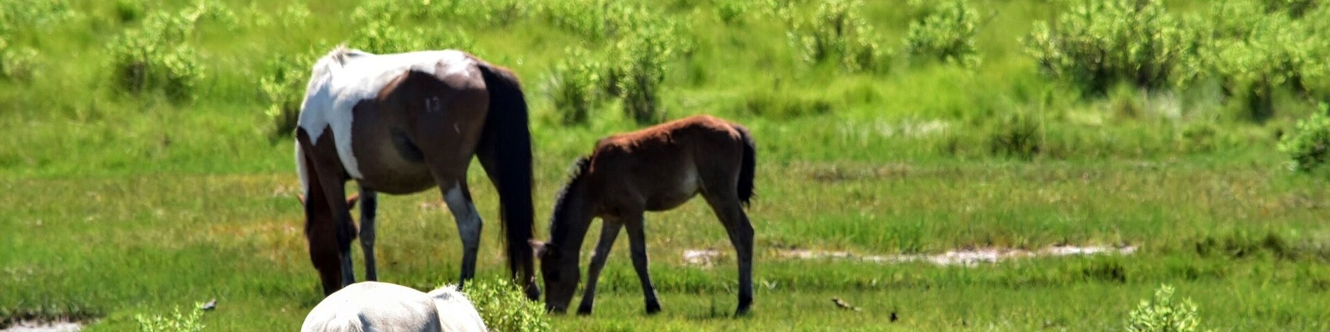 Chincoteague Island, Va trip...