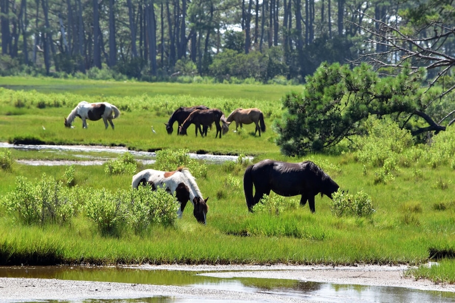 A group of horses grazing in a lush green field with a river in the foreground.