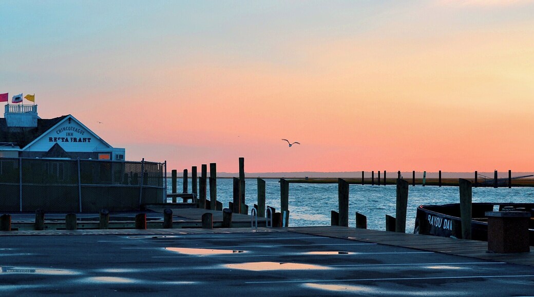 Chincoteague Island is near the Assateague Island National Seashore, http://www.nps.gov/asis/index.htm. The Assateague Island is the home of the wild horses you may have read about in Marguerite Henry's book Misty of Chincoteague. The horses still live on Assateague and every year they swim across the channel to Chincoteague for the "pony penning," where some are auctioned off.