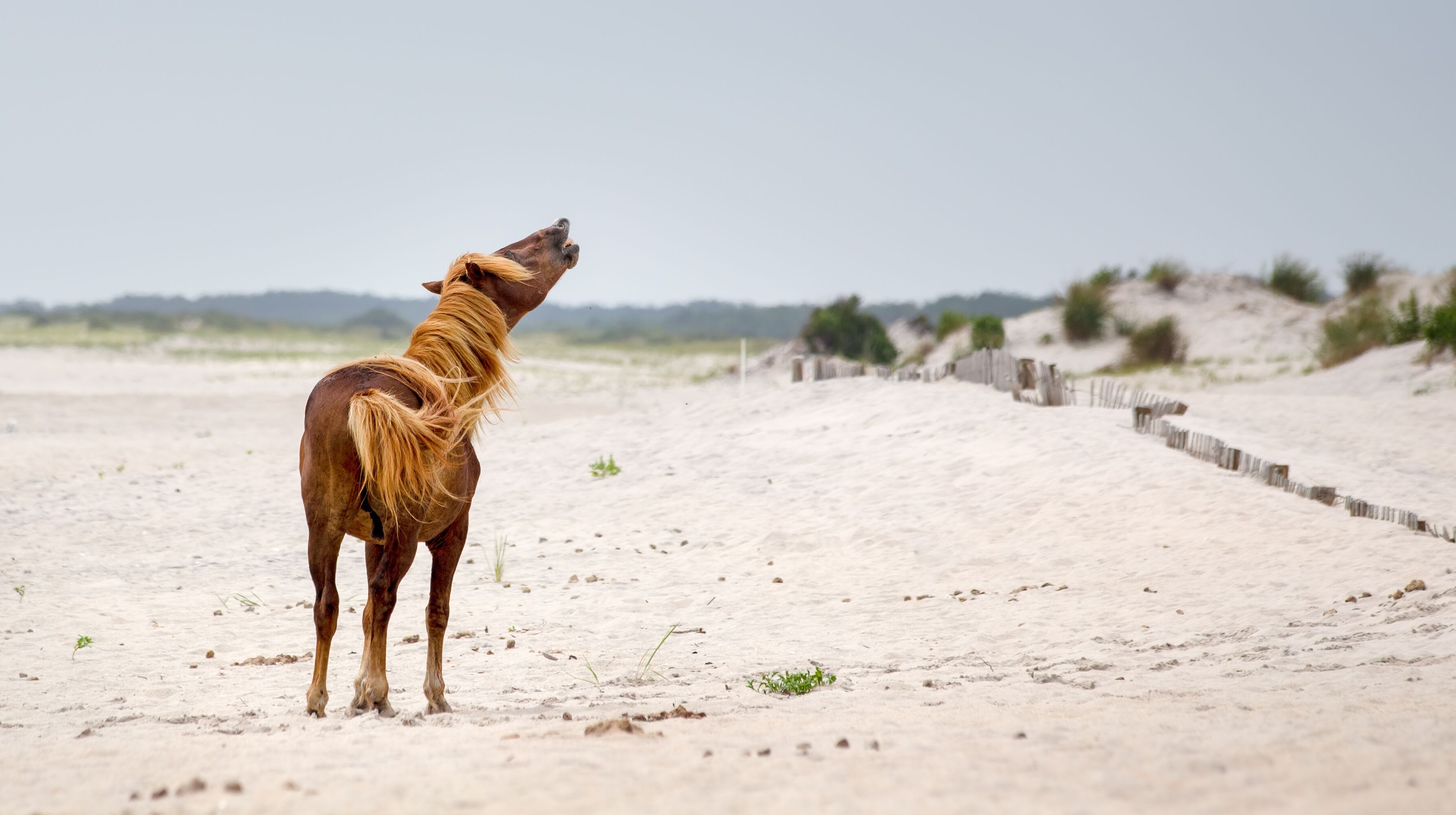 Assateague Wild Pony