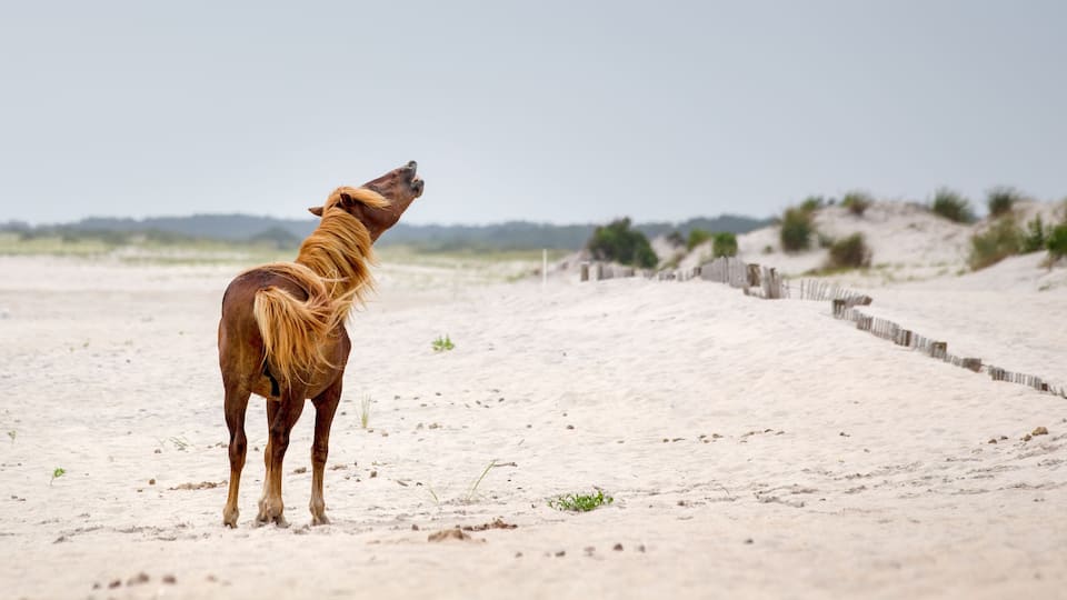 A horse standing on a sandy beach with a wooden fence in the background.