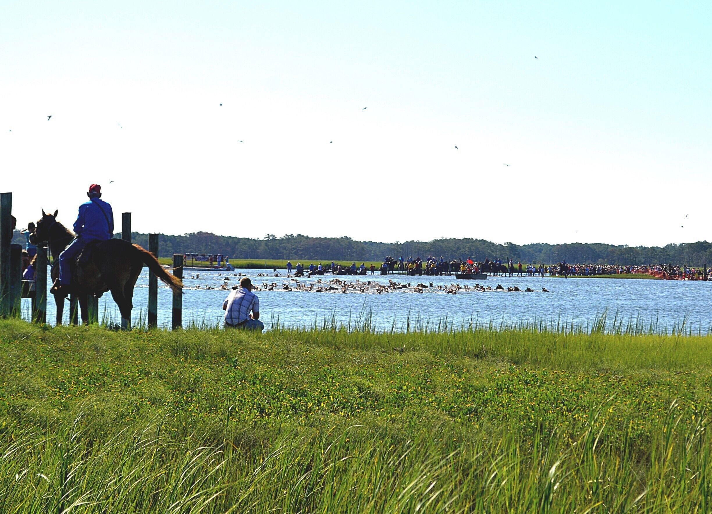 The horses are making their yearly swim from Assateague Island to Chincoteague Island. The first pony to make it onshore is crowned the King or Queen Neptune and is given away in a raffle. The "Saltwater Cowboys" help corral them when they make it onshore.