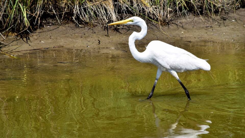 Chincoteague Island, Va trip...