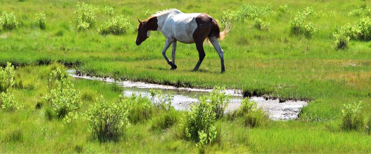 Chincoteague Island, Va trip...