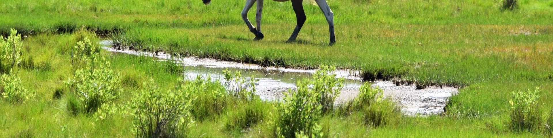 Chincoteague Island, Va trip...
