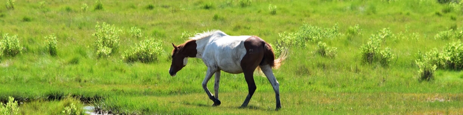Chincoteague Island, Va trip...