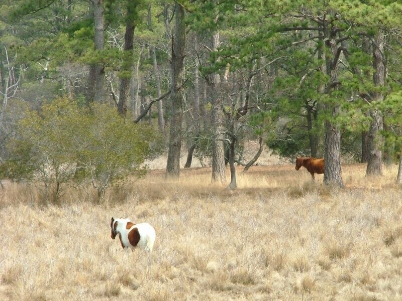 A horse grazing in a dry grass field with trees in the background.