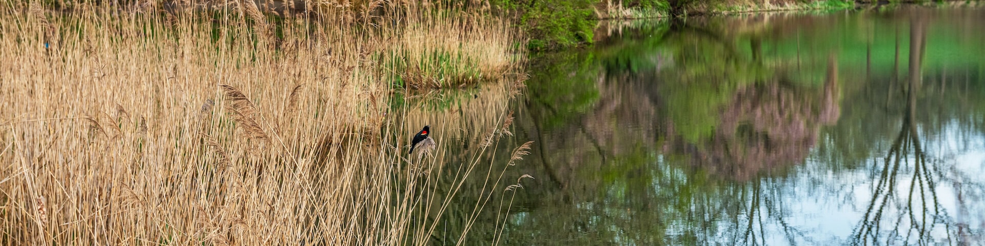 Spring Reeds