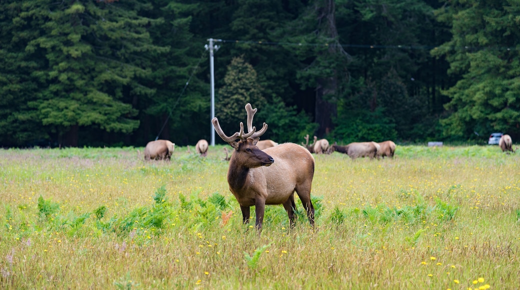 Wild Elk in Redwood National Park, California