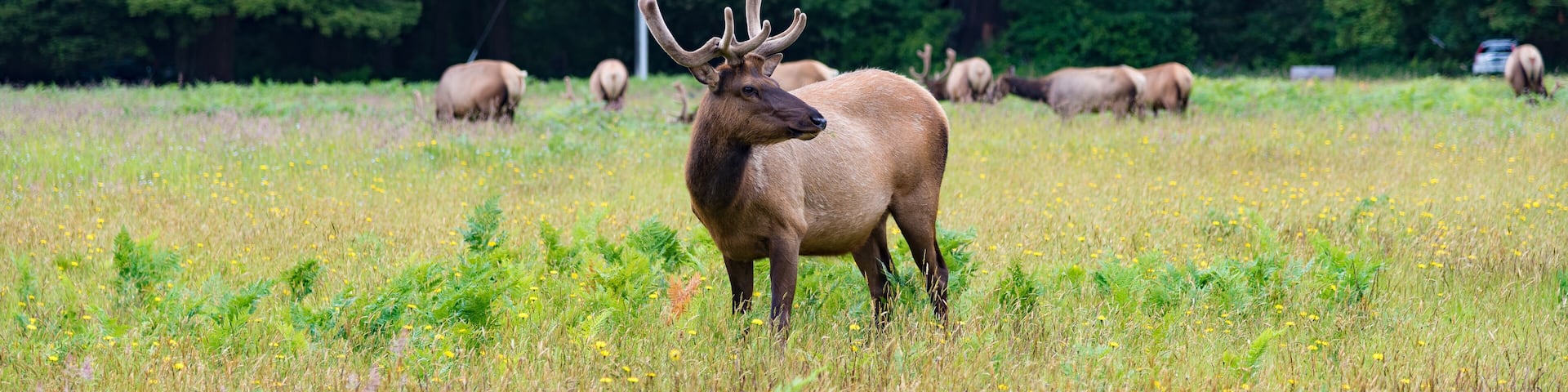 Wild Elk in Redwood National Park, California