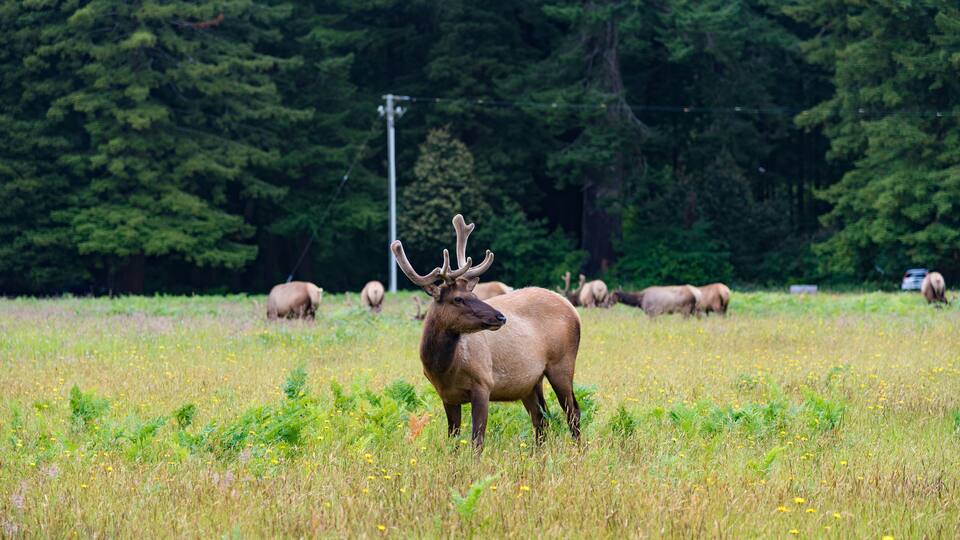 A bull elk in a grassy field with trees in the background.