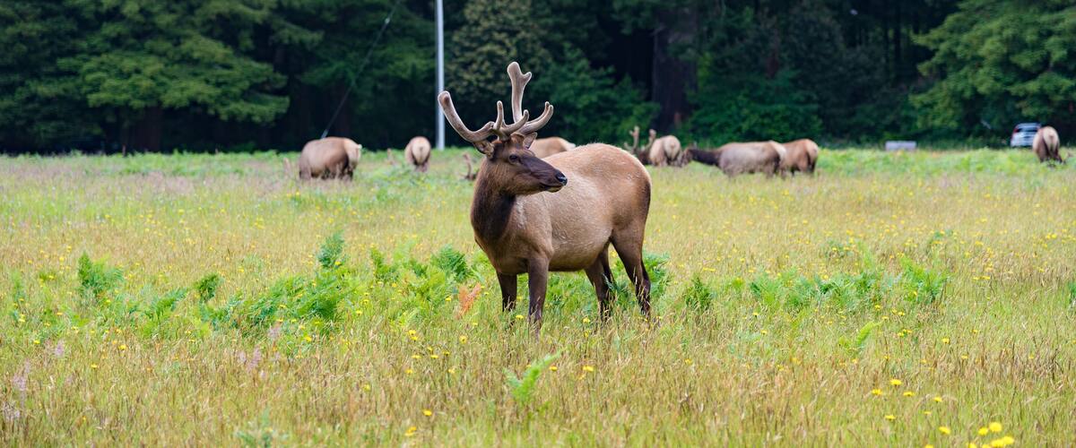 A bull elk in a grassy field with trees in the background.