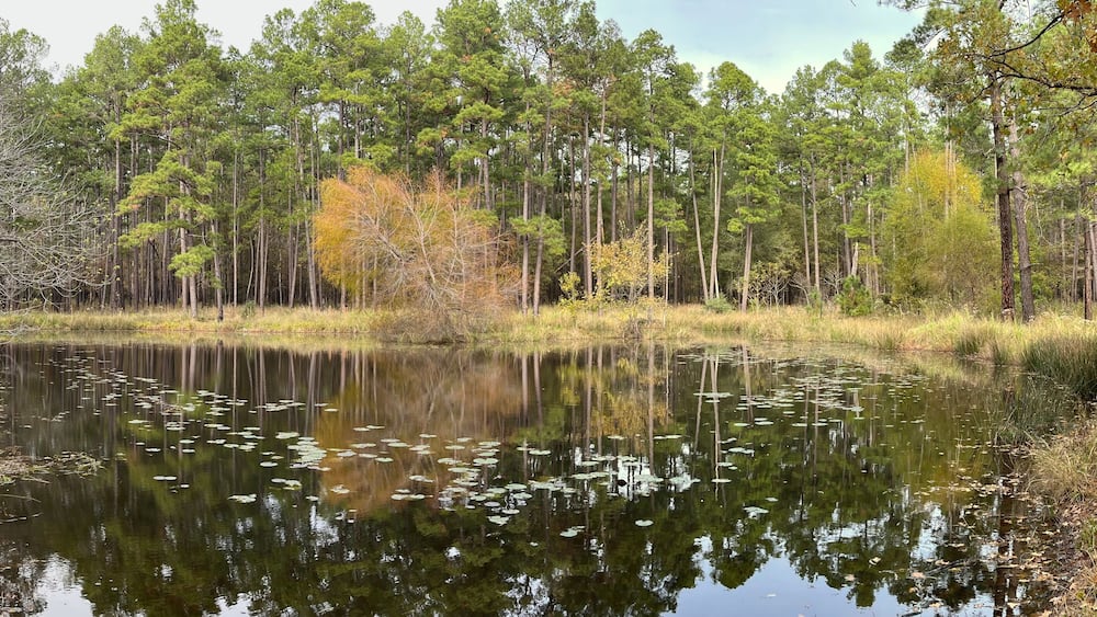 Pond during fall in Davy Crockett National Forest, Texas