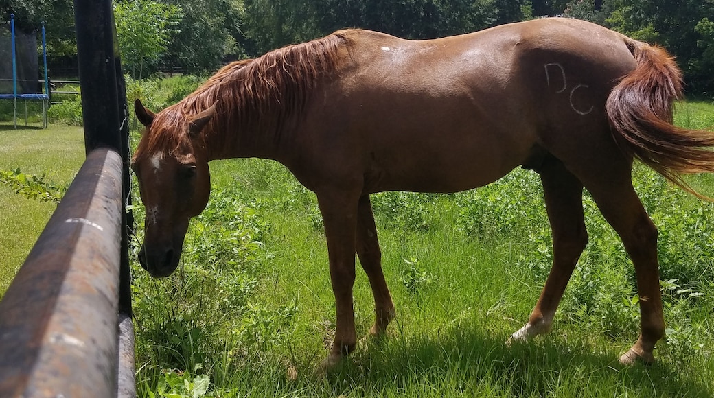 One of many beautiful horses on the ranch we visited in Crockett, Texas. #OrbitzTravel