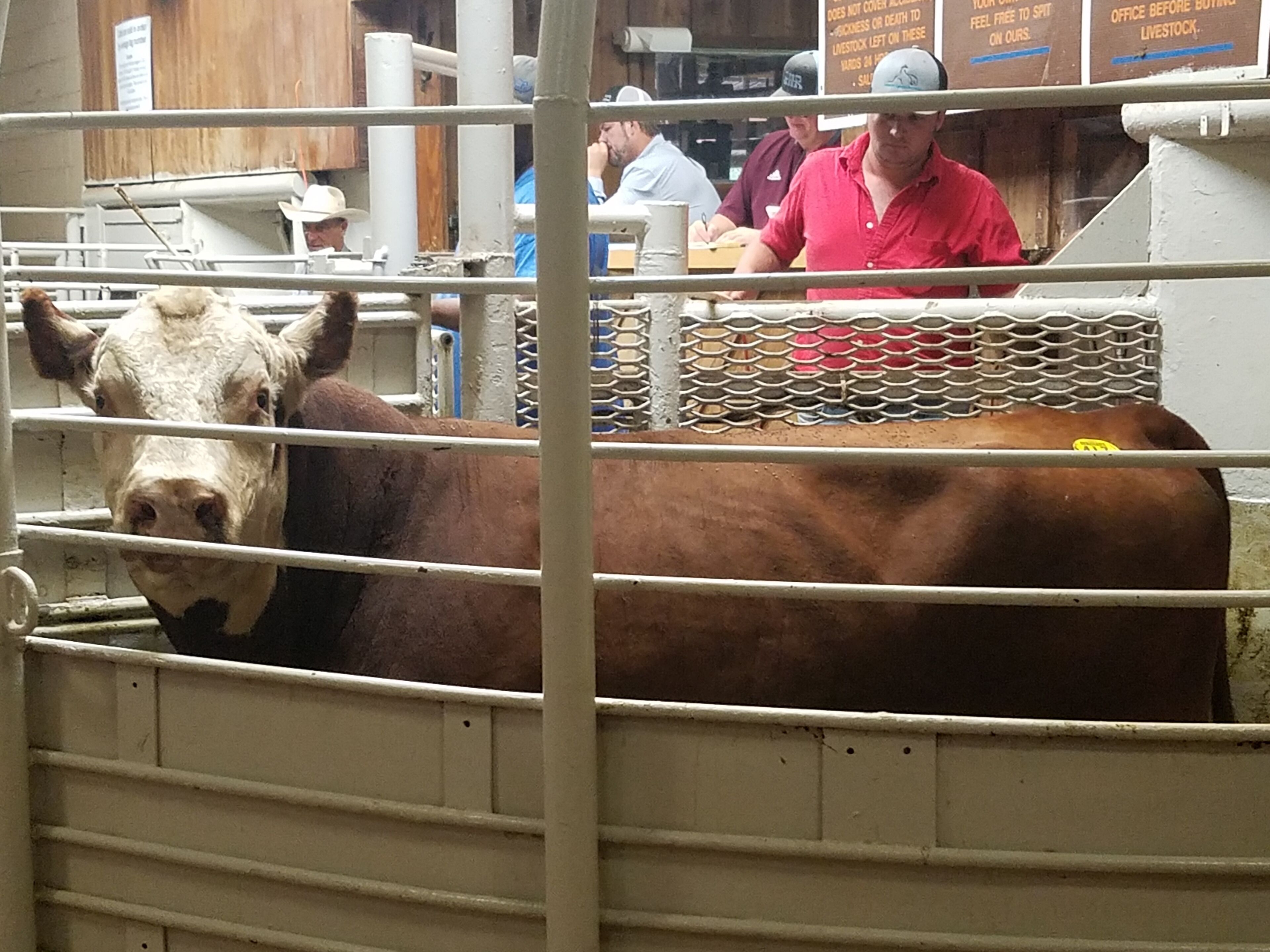 We visited the livestock auction in Crockett, Texas during our trip. Some beautiful cattle were showcased the day we visited the auction. #OrbitzTravel 