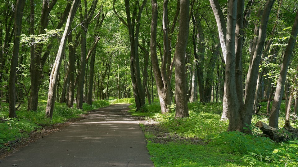 A forested path surrounded by tall trees.