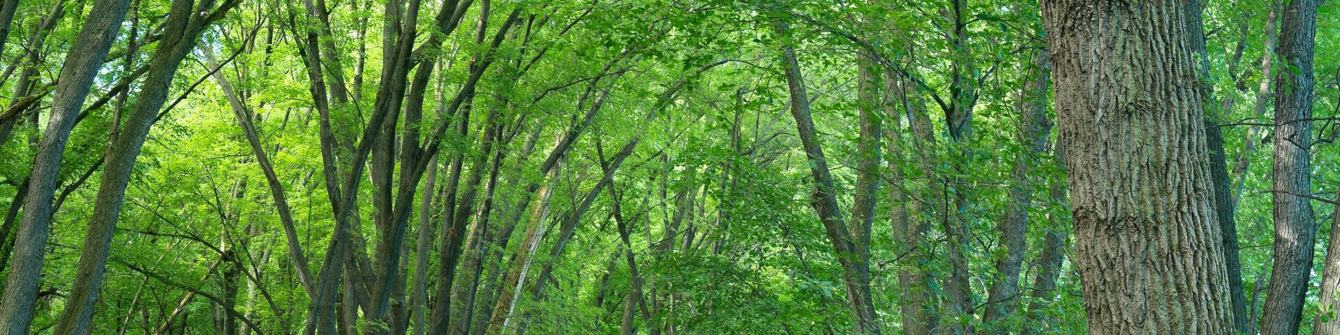crosby farm park trail through forest