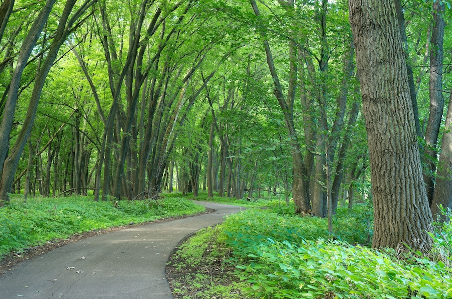 crosby farm park trail through forest