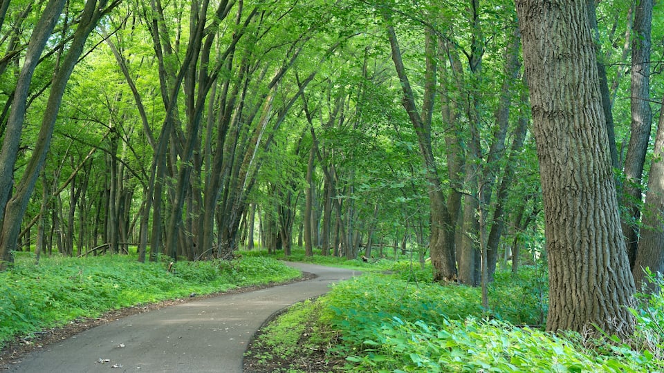 A winding forest path surrounded by tall trees and lush greenery.
