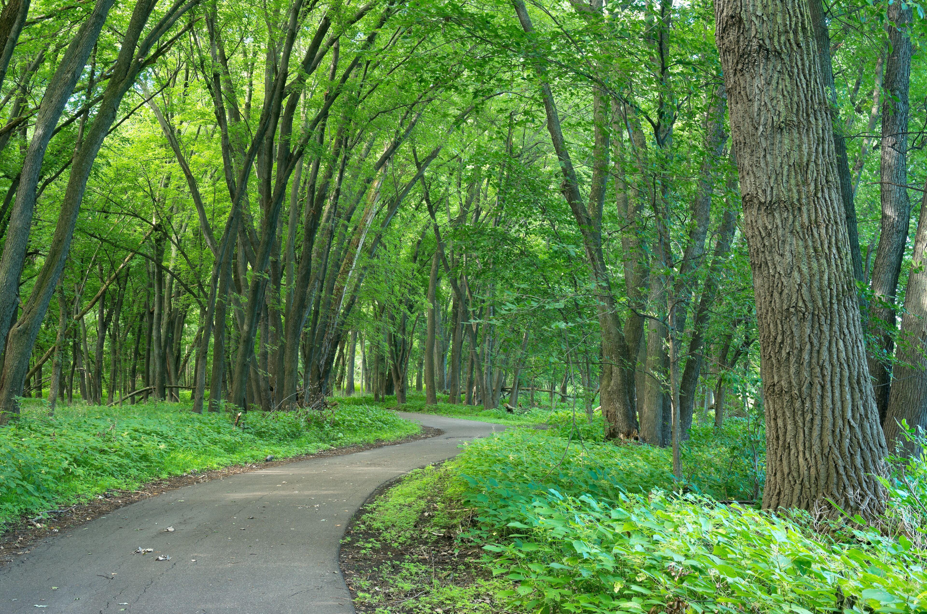 A winding forest path surrounded by tall trees and lush greenery.