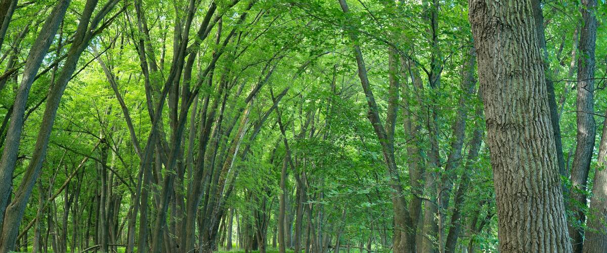 A winding forest path surrounded by tall trees and lush greenery.